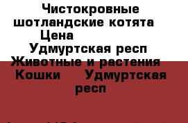 Чистокровные шотландские котята  › Цена ­ 3000-5000 - Удмуртская респ. Животные и растения » Кошки   . Удмуртская респ.